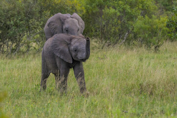 Elephant baby landscape in Kruger national park safari