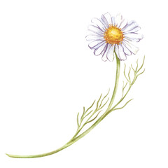 A fragile daisy on a white background. Watercolor illustration of a wildflower. Isolated. A botanical element for the summer design of weddings, invitations, and postcards.
