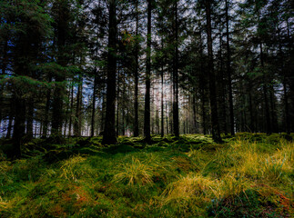 morning in the woods