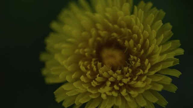 DENTE DI LEONE FIORE A PRIMAVERA
