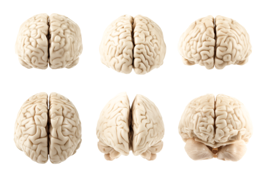 Six Views of a Human Brain Amazing Anatomy Study