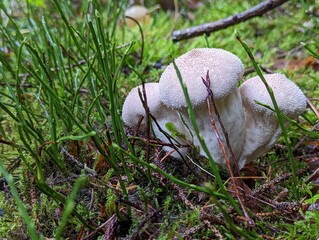 mushroom in the grass
