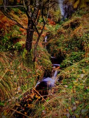 autumn in the forest