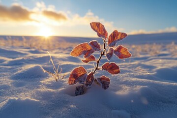 Researchers develop a plant capable of surviving in extreme temperatures, but when they start testing its resilience in the Arctic, it evolves into a plant capable of resisting .