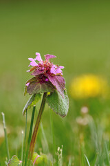 Isolated purple deadnettle on a spring day