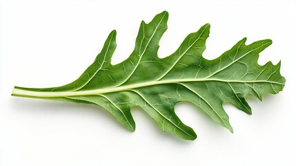 Fototapeta premium A macro photograph of a plant's leaf on white, capturing its intricate texture and reflecting light