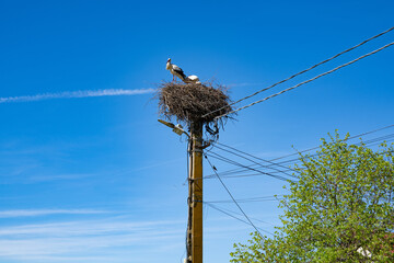 two storks in a nest on the top of an electricity pole