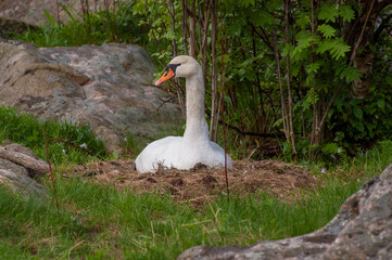 Obraz premium mute swan nesting in a tranquil natural environment.