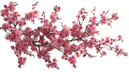 Delicate pink cherry blossoms bloom on graceful branches against a pristine white background capturing the essence of spring in a serene botanical composition