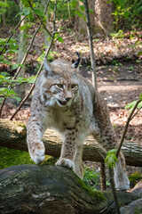 Eurasian Lynx Walking Through the Forest