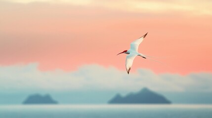 Fototapeta premium Bird flying over the ocean at sunset. the sky is a beautiful shade of pink and orange, with the sun setting in the background.