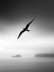 Fototapeta premium Black and white photograph of a bird flying over the ocean. the bird is in the center of the image, with its wings spread wide and its head turned towards the right side of the frame.