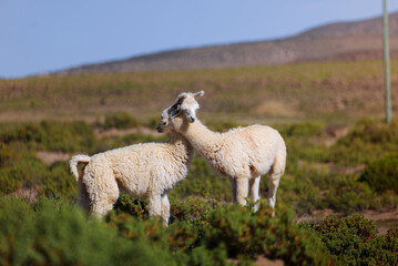 Fototapeta premium Llama Twins in the Wild