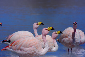 Flamingos on Bolivian High-Altitude Lagoon