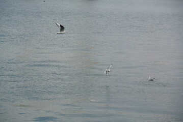 Naklejka premium Three Seagulls Interacting Over Calm Water, Dynamic Flight and Floating Scene in Serene Natural Setting