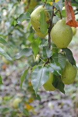 Green Pears Hanging on a Tree Branch, Lush Fruit Growing Among Vibrant Leaves in Natural Light