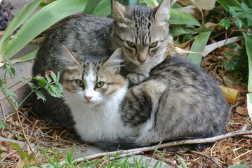 Two Affectionate Cats Resting in a Garden, Mixed Patterned Felines Surrounded by Greenery and Autumn Leaves