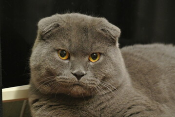 Scottish Fold Cat Relaxing on a Light Surface, Unique Feline with Folded Ears in a Dark Background