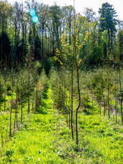 Wiederaufforstung mit Jungbäumen im Mischwald