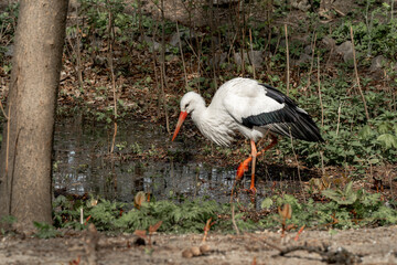 Marsh heron looking for prey