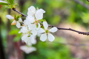 Obraz premium Beautiful spring cherry tree blossom. Close-up of white cherry tree branches blossom in spring.