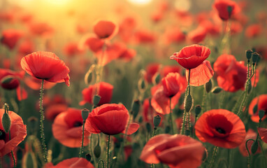 Obraz premium Blooming poppies glowing in evening sunlight. Peaceful nature and seasonal beauty concept. 