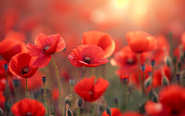 Fototapeta premium Closeup of red poppies glowing in soft sunlight. Peace and nature concept. 