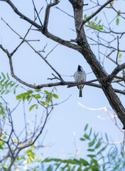 Pajarito en las ramas de un árbol