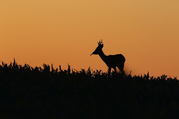 Sarna europejska (Capreolus capreolus) roe deer © Bartosz Rakoczy