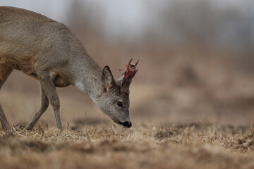 Sarna europejska (Capreolus capreolus) roe deer