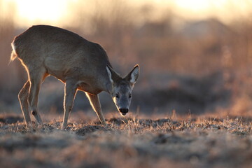Sarna europejska (Capreolus capreolus) roe deer © Bartosz Rakoczy