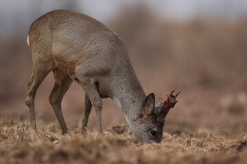 Sarna europejska (Capreolus capreolus) roe deer © Bartosz Rakoczy