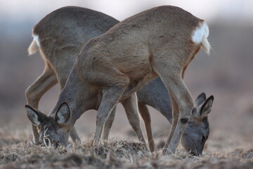 Sarna europejska (Capreolus capreolus) roe deer © Bartosz Rakoczy