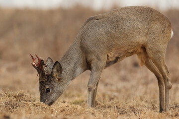 Sarna europejska (Capreolus capreolus) roe deer © Bartosz Rakoczy