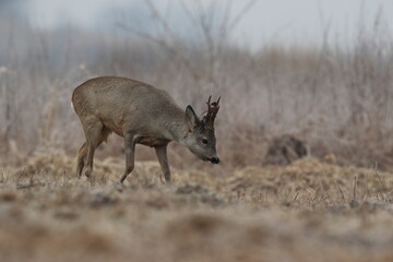 Sarna europejska (Capreolus capreolus) roe deer © Bartosz Rakoczy