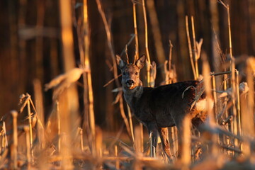 Sarna europejska (Capreolus capreolus) roe deer © Bartosz Rakoczy