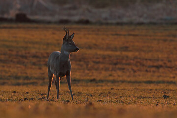 Sarna europejska (Capreolus capreolus) roe deer © Bartosz Rakoczy