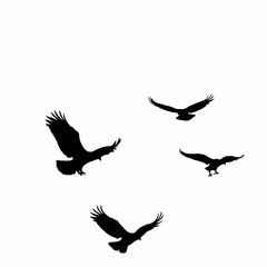 Majestic Flock of Eagle Silhouettes Soaring Gracefully in Flight Against a Pristine White Sky