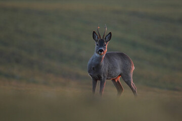 Sarna europejska (Capreolus capreolus) roe deer © Bartosz Rakoczy