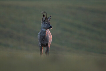 Sarna europejska (Capreolus capreolus) roe deer © Bartosz Rakoczy
