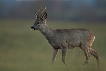 Sarna europejska (Capreolus capreolus) roe deer © Bartosz Rakoczy