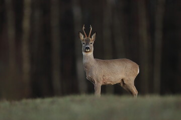 Sarna europejska (Capreolus capreolus) roe deer © Bartosz Rakoczy