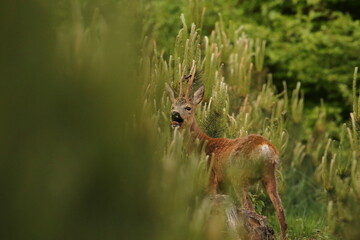 Sarna europejska (Capreolus capreolus) roe deer
