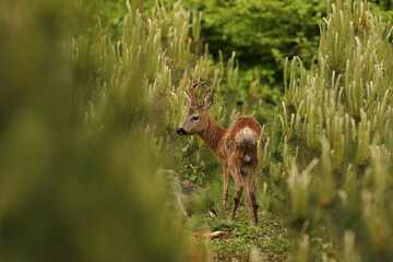 Sarna europejska (Capreolus capreolus) roe deer