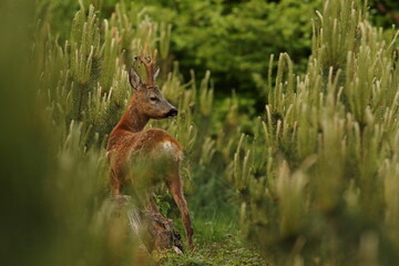 Sarna europejska (Capreolus capreolus) roe deer