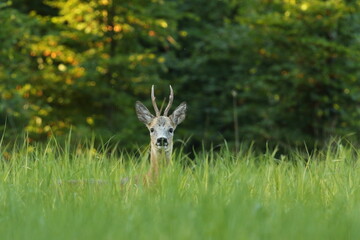 Sarna europejska (Capreolus capreolus) roe deer