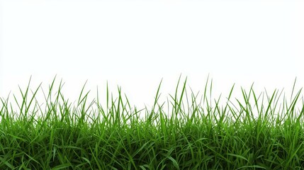 Obraz premium Lush Green Grass Isolated on White Background for Natural Aesthetic