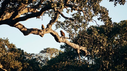 Close-Up of a Bird Perched on a Tree Branch for Wildlife Conservation
