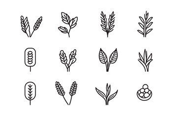 Naklejka premium Farro Icon Elegant 2D Line Art