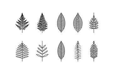 Fern Leaf Simple Minimalist Art Illustration